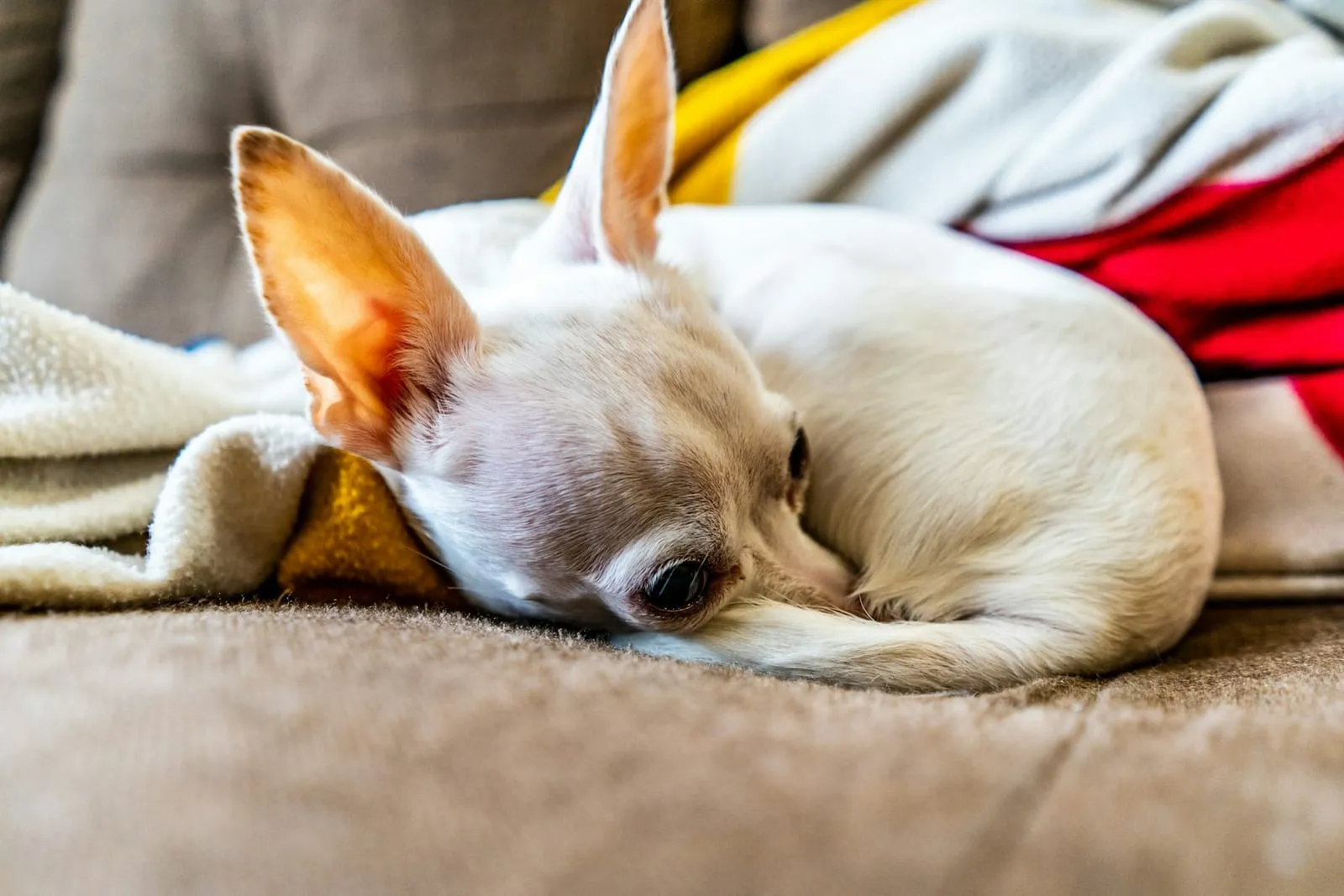 Cãozinho branco descansando enrolado numa manta