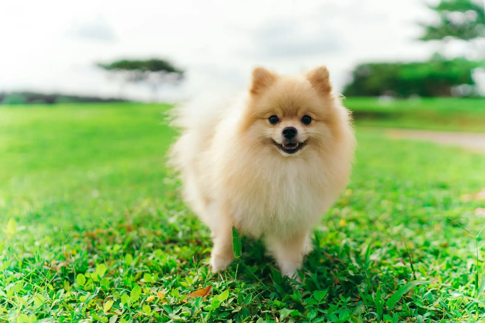 Lulu-da-pomerânia creme sorrindo na grama